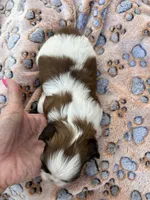 Pipper, a female Shih Tzu for sale in West Columbia, SC – Photo 4 of 5