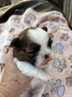 Pipper, a female Shih Tzu for sale in West Columbia, SC – Photo 2 of 5