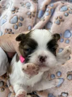 Pipper, a female Shih Tzu for sale in West Columbia, SC – Photo 3 of 5