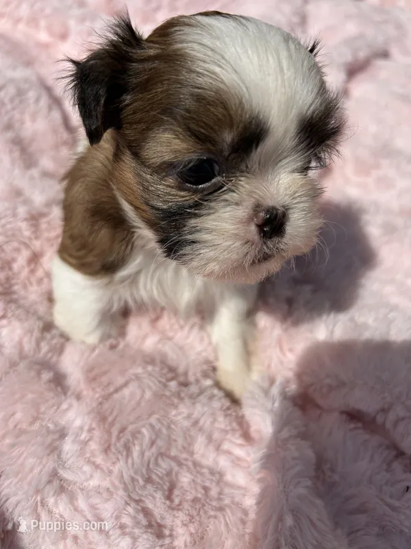 Pipper – Shih Tzu puppy for sale in West Columbia, SC
