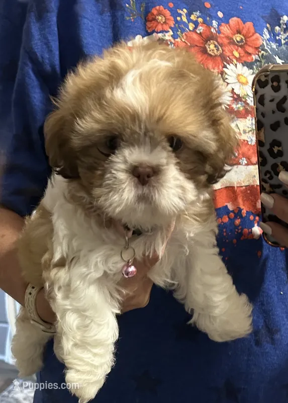 Maggie – Shih Tzu puppy for sale in West Columbia, SC