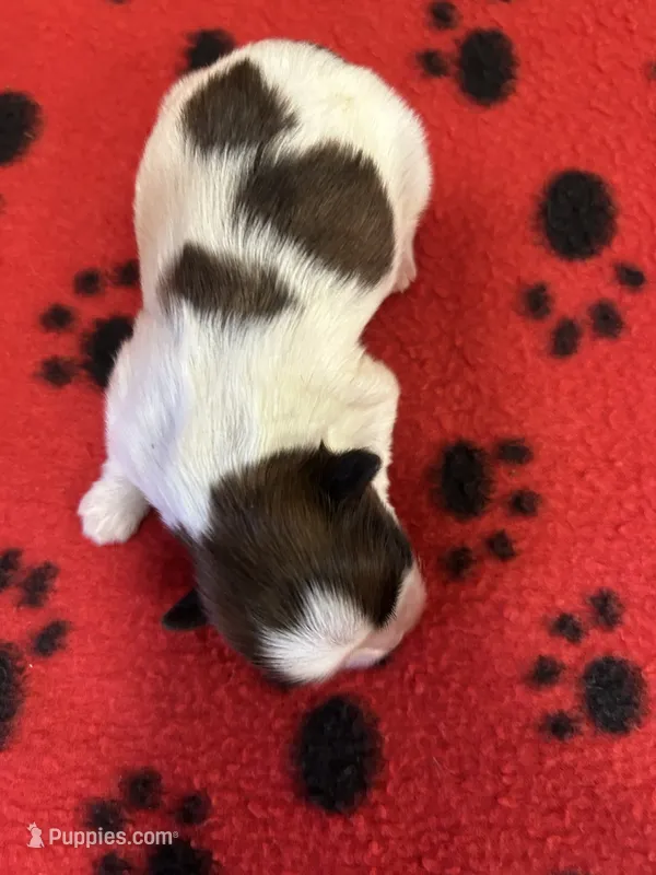 Salem – Shih Tzu puppy for sale in West Columbia, SC