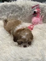 Maggie, a female Shih Tzu for sale in West Columbia, SC – 5 of 8