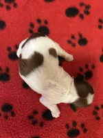 Skully, a male Shih Tzu for sale in West Columbia, SC – 2 of 3