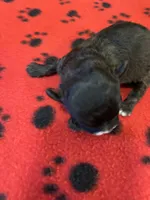 Barney, a male Shihpoo for sale in West Columbia, SC – 3 of 4