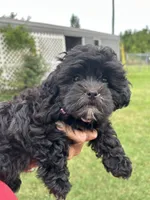 Luna, a female Shihpoo for sale in West Columbia, SC – 4 of 5