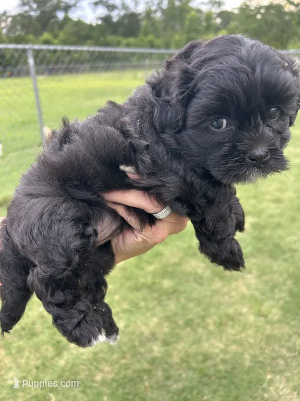 Luna – Shihpoo puppy for sale in West Columbia, SC