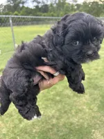 Luna, a female Shihpoo for sale in West Columbia, SC – 1 of 5