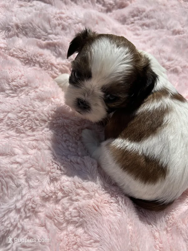 Luna – Shih Tzu puppy for sale in West Columbia, SC
