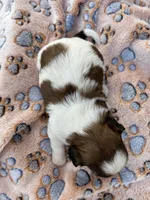 Luna, a female Shih Tzu for sale in West Columbia, SC – Photo 2 of 3