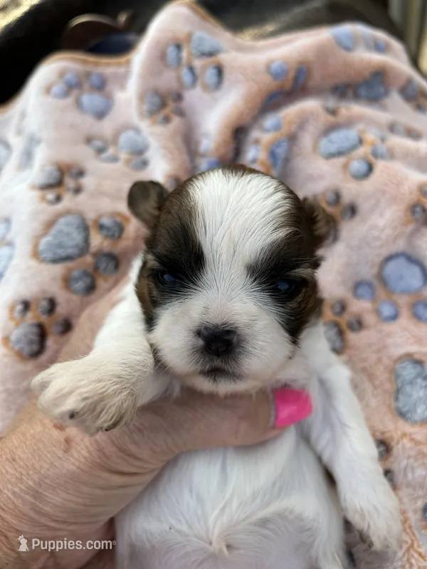 Luna – Shih Tzu puppy for sale in West Columbia, SC