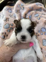 Luna, a female Shih Tzu for sale in West Columbia, SC – Photo 1 of 3