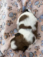 Luna, a female Shih Tzu for sale in West Columbia, SC – Photo 3 of 3