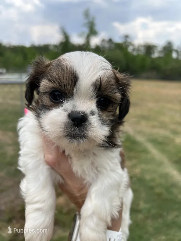 Luna – Shih Tzu puppy for sale in West Columbia, SC