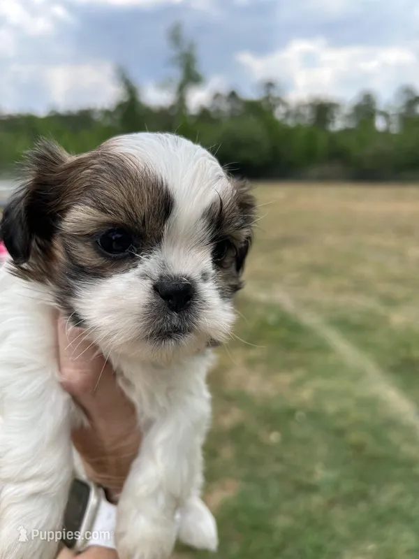 Luna – Shih Tzu puppy for sale in West Columbia, SC