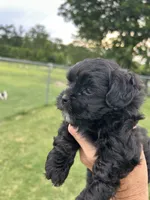 Luna, a female Shihpoo for sale in West Columbia, SC – 3 of 4