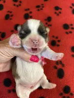 Pipper, a female Shih Tzu for sale in West Columbia, SC – 2 of 2