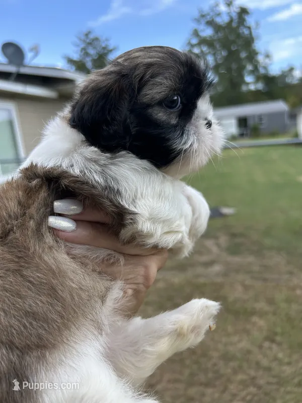 Star – Shih Tzu puppy for sale in West Columbia, SC