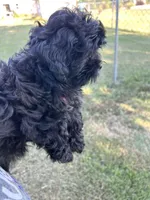 Luna, a female Shihpoo for sale in West Columbia, SC – 3 of 5