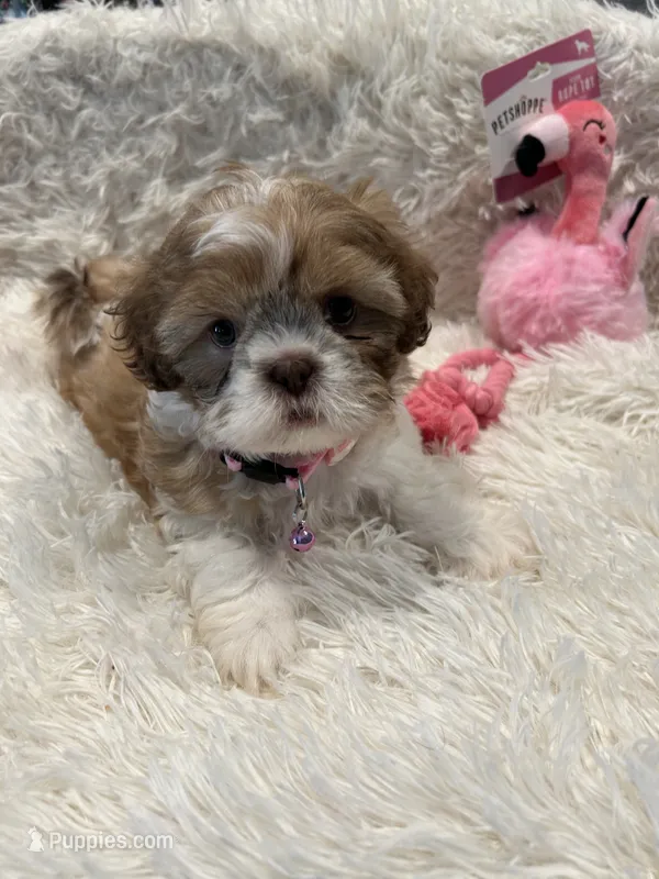 Maggie – Shih Tzu puppy for sale in West Columbia, SC