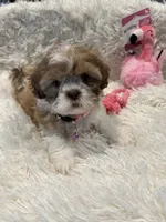 Maggie, a female Shih Tzu for sale in West Columbia, SC – 1 of 8