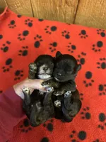 Dobie, a male Shihpoo for sale in West Columbia, SC – 2 of 3