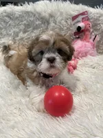 Maggie, a female Shih Tzu for sale in West Columbia, SC – 6 of 8