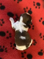 Buffy, a female Shih Tzu for sale in West Columbia, SC – 3 of 3