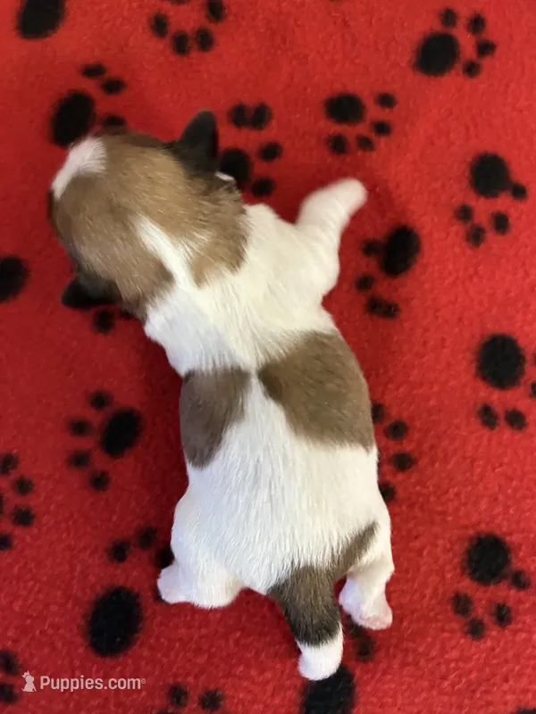 Pipper – Shih Tzu puppy for sale in West Columbia, SC