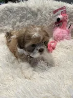 Maggie, a female Shih Tzu for sale in West Columbia, SC – 8 of 8