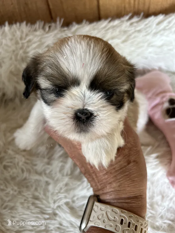 Pipper – Shih Tzu puppy for sale in West Columbia, SC