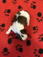 Freddie, a male Shih Tzu for sale in West Columbia, SC – 2 of 2