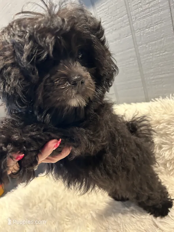 Luna – Shihpoo puppy for sale in West Columbia, SC