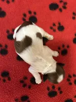 Skully, a male Shih Tzu for sale in West Columbia, SC – 1 of 3