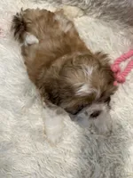 Maggie, a female Shih Tzu for sale in West Columbia, SC – 4 of 8