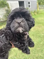 Luna, a female Shihpoo for sale in West Columbia, SC – 2 of 5
