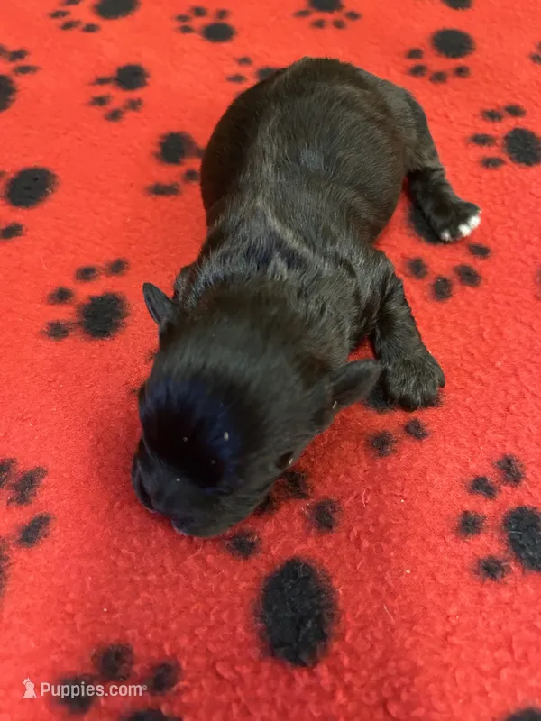 Dobie – Shihpoo puppy for sale in West Columbia, SC