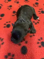 Dobie, a male Shihpoo for sale in West Columbia, SC – 1 of 3