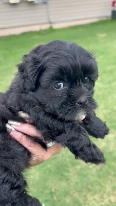 Luna, a female Shihpoo for sale in West Columbia, SC – 4 of 4
