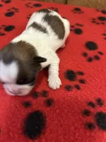 Salem, a male Shih Tzu for sale in West Columbia, SC – 2 of 3