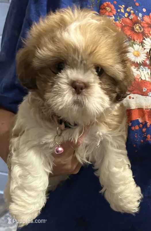Maggie – Shih Tzu puppy for sale in West Columbia, SC