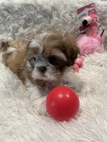 Maggie, a female Shih Tzu for sale in West Columbia, SC – 7 of 8
