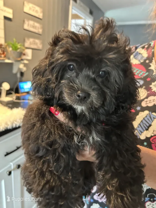 Luna – Shihpoo puppy for sale in West Columbia, SC