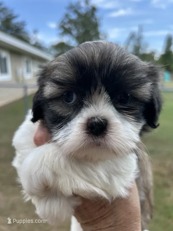 Star – Shih Tzu puppy for sale in West Columbia, SC