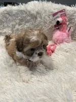 Maggie, a female Shih Tzu for sale in West Columbia, SC – 3 of 8