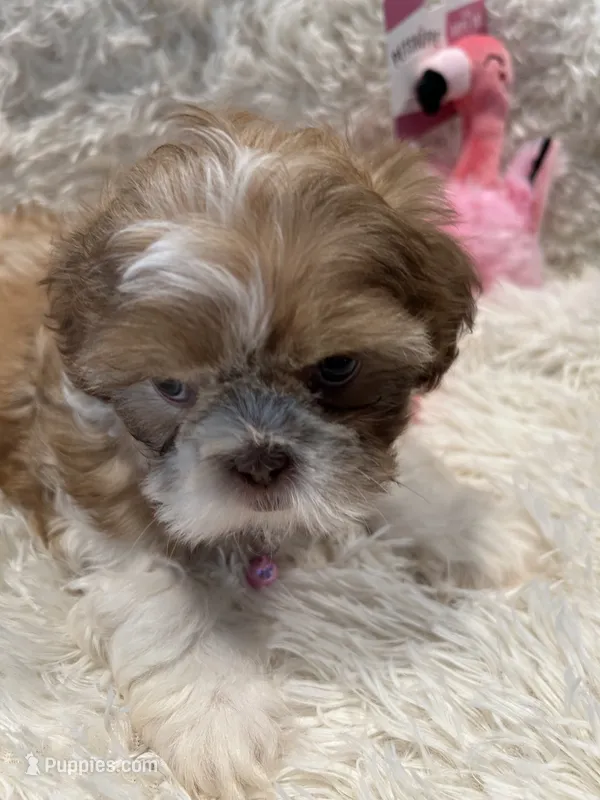 Maggie – Shih Tzu puppy for sale in West Columbia, SC