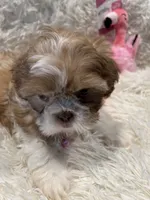 Maggie, a female Shih Tzu for sale in West Columbia, SC – 2 of 8