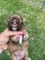 Coco, a female Shih Tzu for sale in West Columbia, SC – Photo 1 of 4