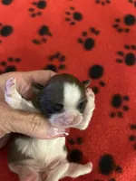 Buffy, a female Shih Tzu for sale in West Columbia, SC – 2 of 3