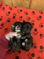 Barney, a male Shihpoo for sale in West Columbia, SC – 2 of 4